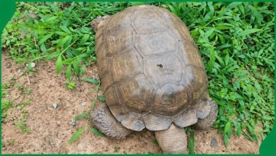 420-Year-Old Alaafin Palace Tortoise ‘Baba’ Dies in Oyo