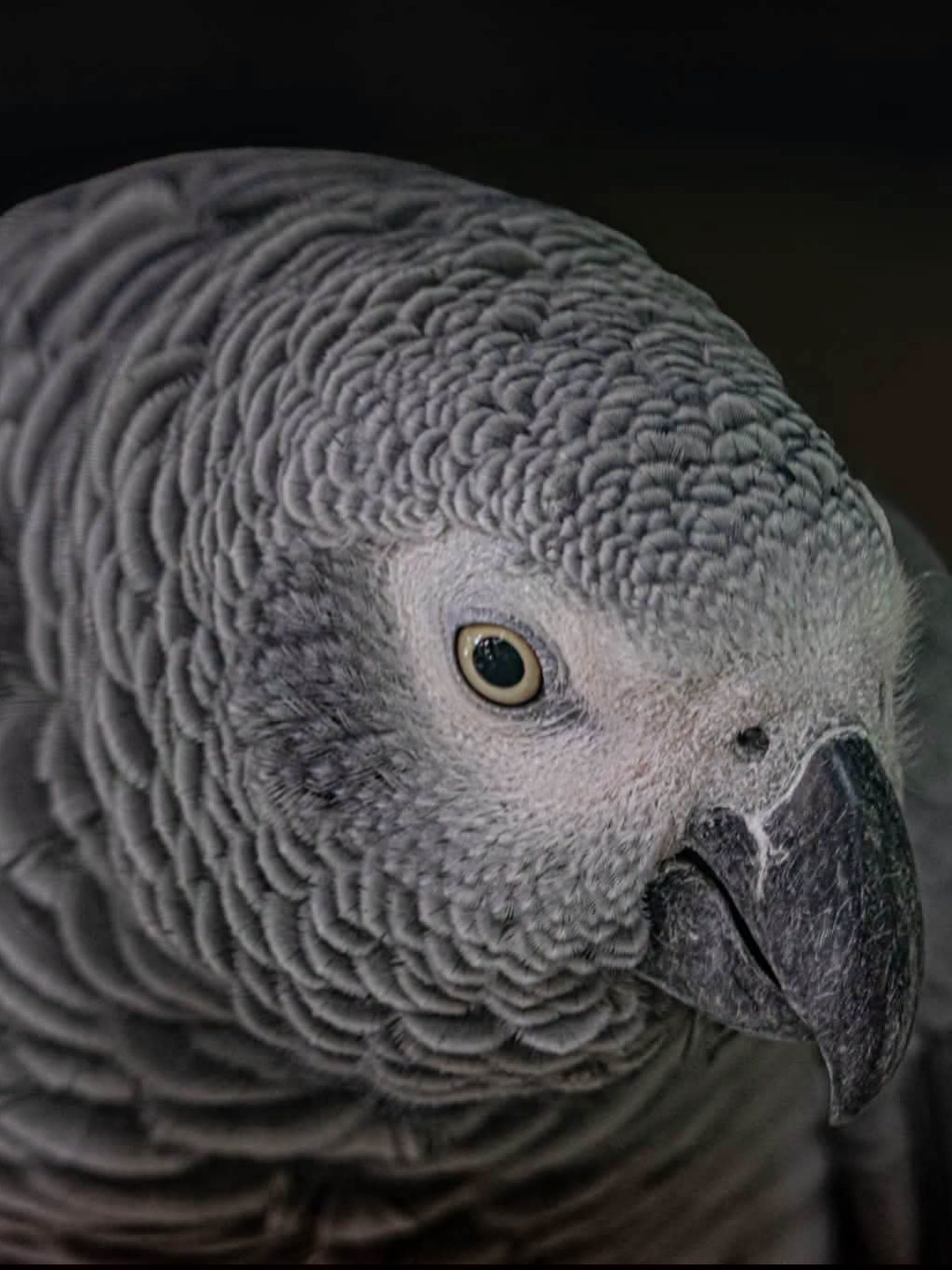 Nigerian Photographer Fatima Yusuf Brings Nigeria’s Hidden Wildlife Ecosystems Into Focus 4