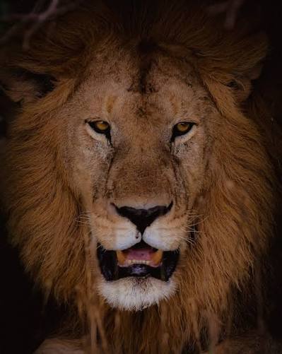 Nigerian Photographer Fatima Yusuf Brings Nigeria’s Hidden Wildlife Ecosystems Into Focus 4
